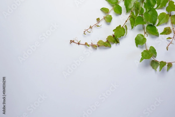 Fototapeta Parthenocissus twig (wild grape) with green leaves in a corner arrangement isolated on white background. Top view, Flat lay. Space for text. 