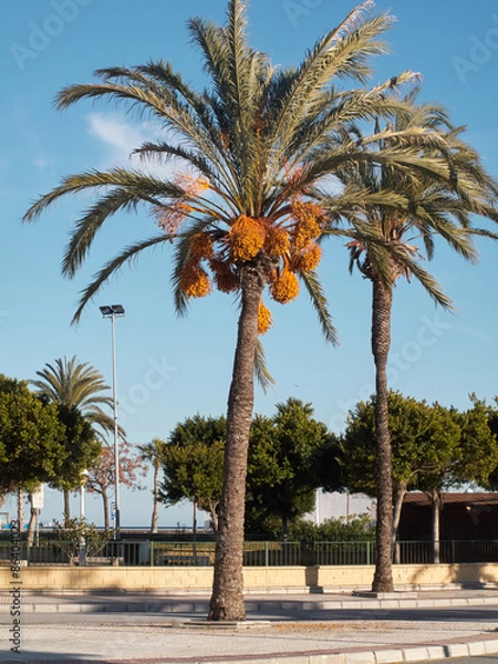 Obraz Date tree (Phoenix Dactylifera)