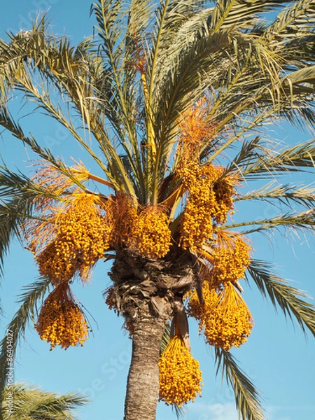 Obraz Date tree (Phoenix Dactylifera)