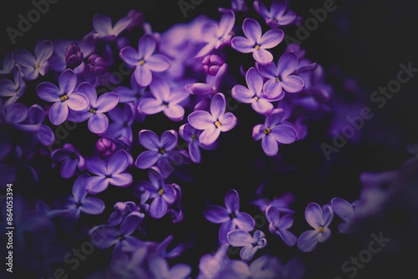 Fototapeta Beautiful purple flowers with delicate lilac blooms in late spring add a touch of romance to nature. 