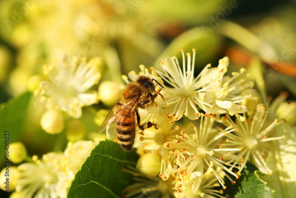 Obraz Small bee on light green flowers of linden tree. Summer linden blossom close up