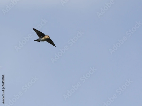 Obraz Chimney Swift