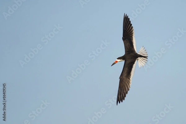 Obraz Black Skimmer