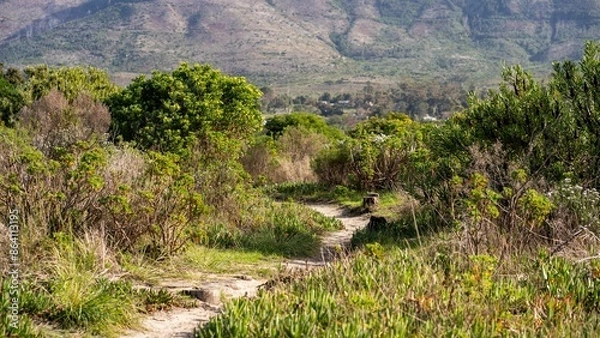 Fototapeta Scenic hiking trail through lush greenery with mountains in the background.
