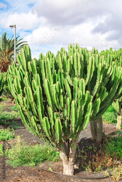 Fototapeta Large green cactus plant is surrounded by other plants. The cactus is the main focus of the image, and it is thriving in its environment. The other plants in the background seem to be smaller