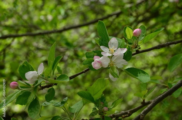 Fototapeta tree blossom