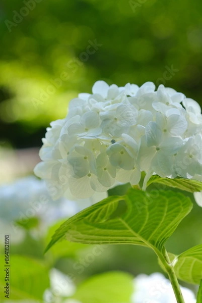 Obraz 白い紫陽花