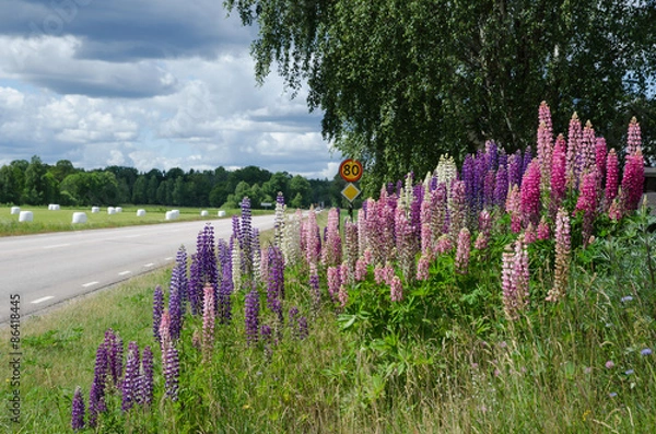 Fototapeta Countryside with lupines