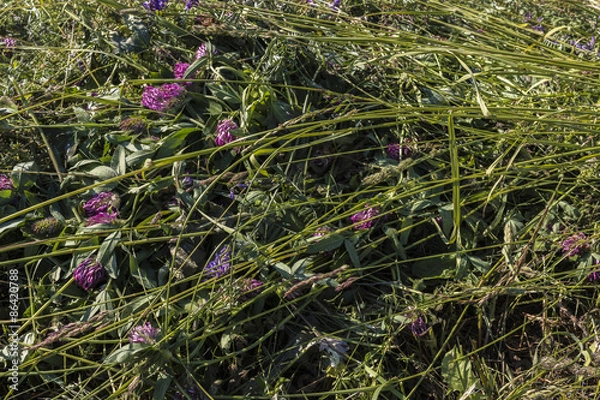 Fototapeta Green grass hay texture background