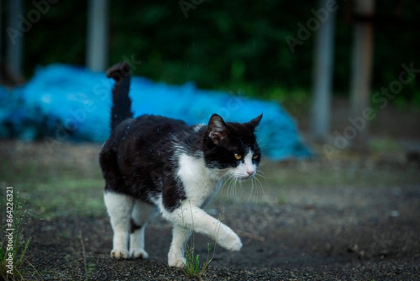 Obraz ブルーシートの前を歩く黒と白の野良猫
