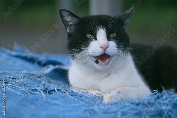 Obraz ブルーシートの上の黒と白の野良猫