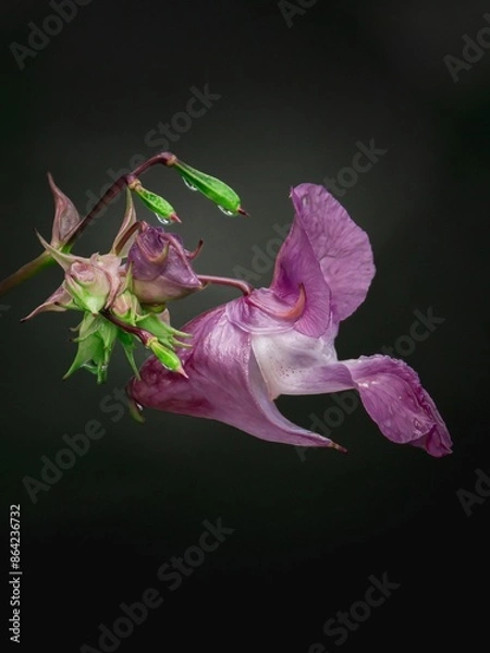 Obraz Springkrautblüte