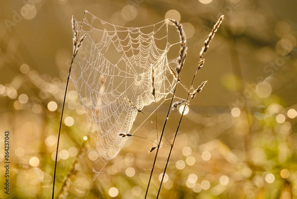 Obraz Spinnennetz