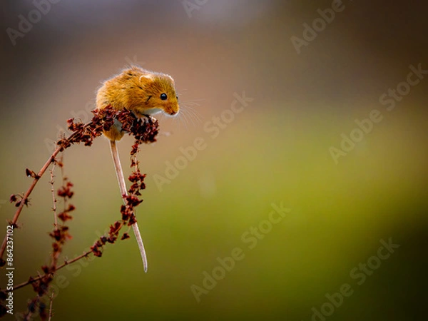 Obraz Zwergmaus (Maus)