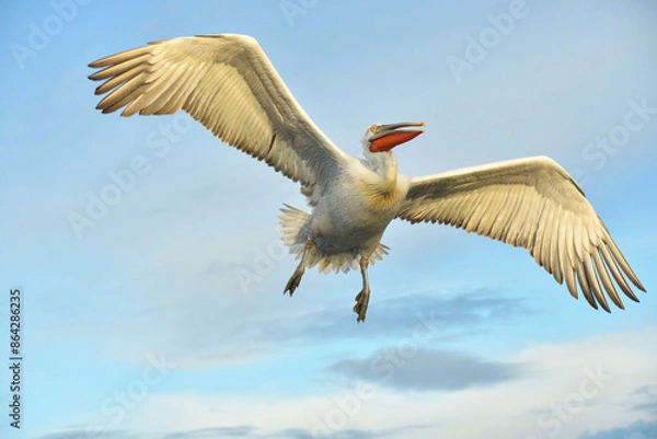 Obraz Fliegender Pelikan