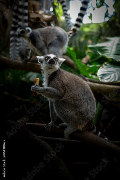 Obraz リンゴを食べるワオキツネザル