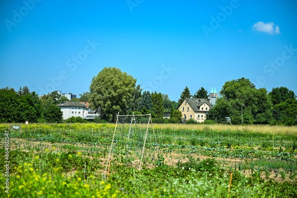 Obraz landscape with house and tree