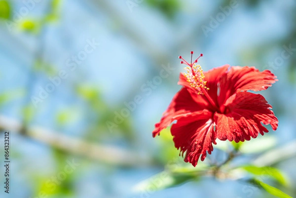 Obraz 赤い南国の花ハイビスカス