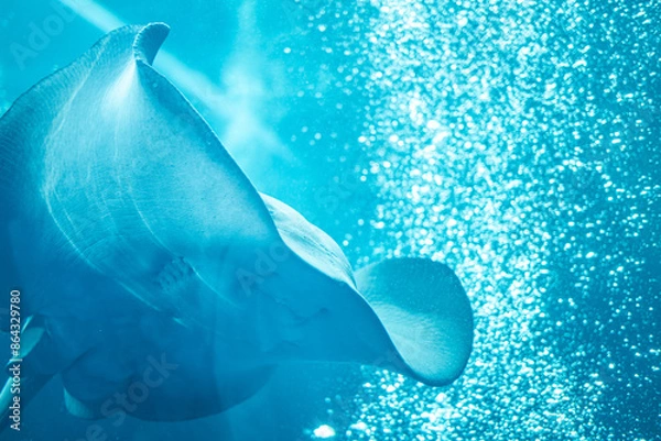 Obraz 水族館の水槽を泳ぐエイ