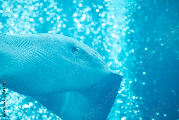 Obraz 水族館の水槽を泳ぐエイ