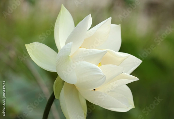 Obraz White lotus