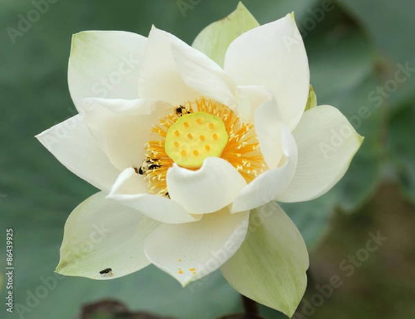 Obraz White lotus