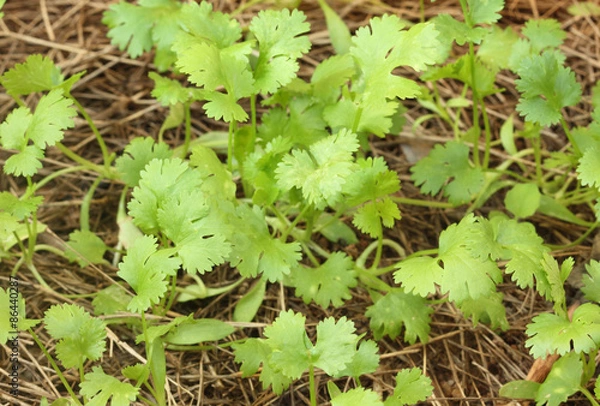 Obraz Green coriander