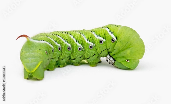 Obraz Green Tobacco Hornworm, Side View