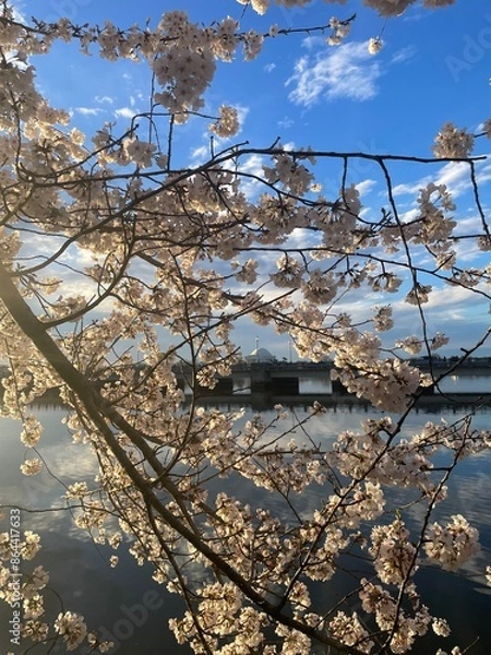 Obraz Spring Pink Cherry Blossom Tree Washington DC