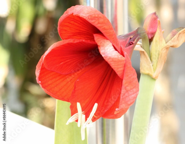 Obraz Hippeastrum
