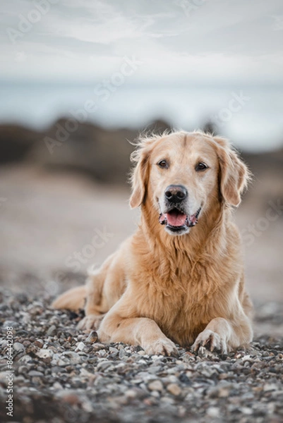 Obraz Golden Retriever Dog