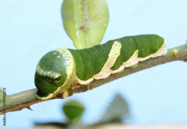 Obraz Green caterpillar