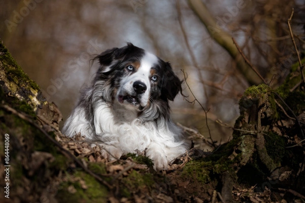 Obraz Australian Shepherd Dog