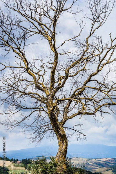 Fototapeta Dead tree