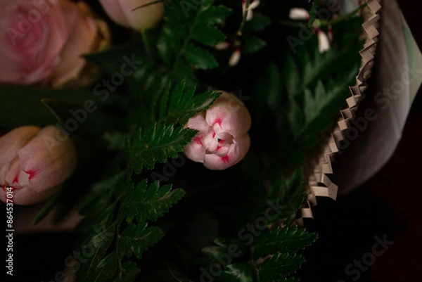 Obraz tulip bud isolated