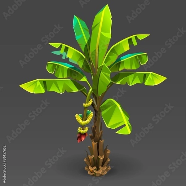 Fototapeta Drzewo bananowe