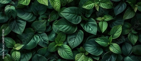 Obraz Close-up nature background with dense green leaves filling the copy space image.