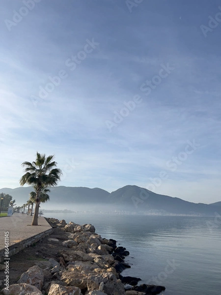 Fototapeta tree on the beach
