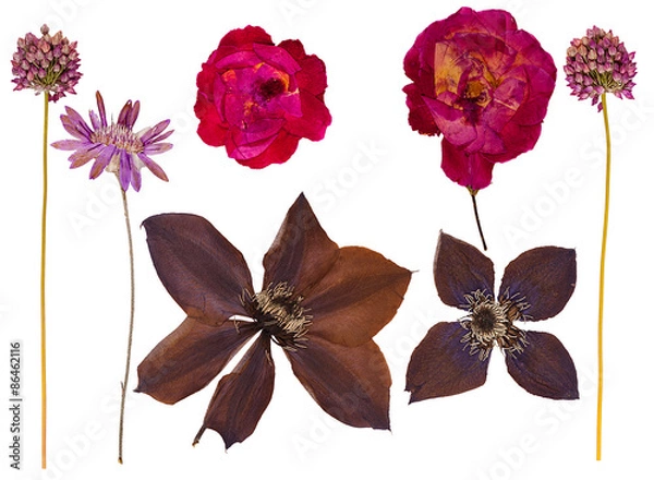 Obraz Set of wild dry pressed flowers and leaves