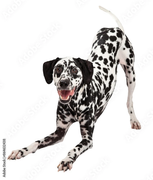 Fototapeta Playful Dalmatian Dog Bowing - Extracted
