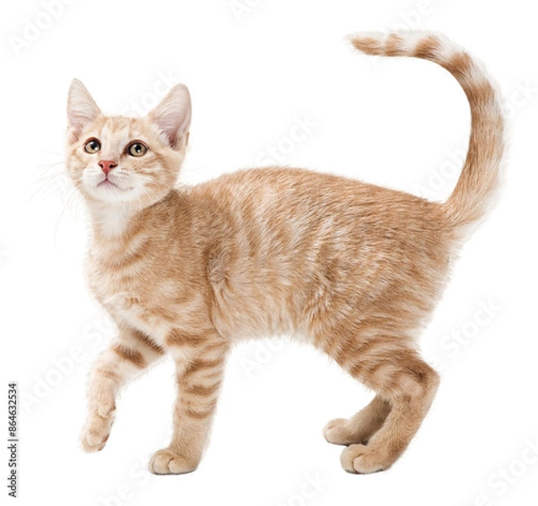 Fototapeta Profile Buff Tabby Playful Kitten - Extracted