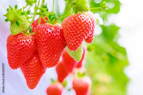 Obraz いちご狩り農園の赤いイチゴ