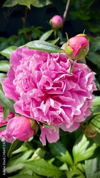 Obraz beautiful pink big peony