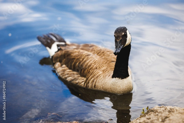 Fototapeta Beautiful Canada Goose Swimming in a Tranquil Lake