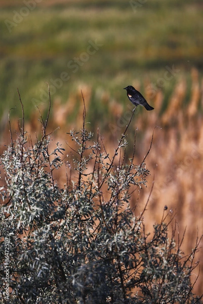 Fototapeta red winged black bird perched in a bush