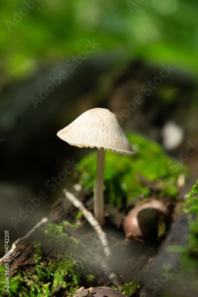Obraz mushroom in the forest