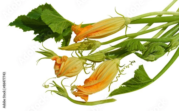 Obraz Yellow courgette blossoms