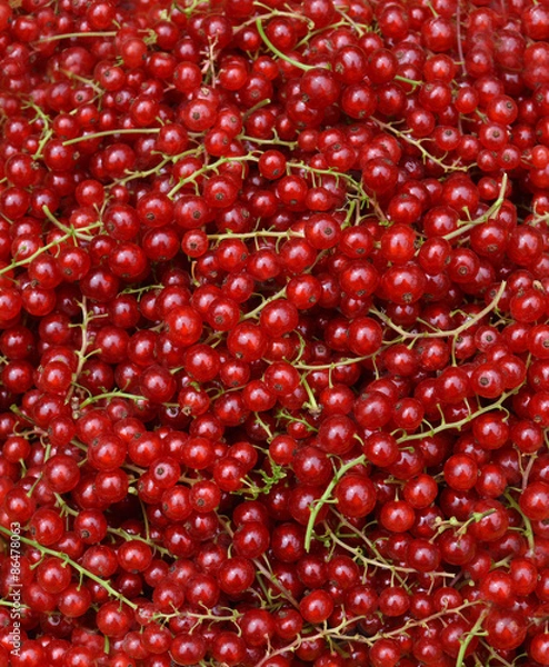 Obraz Redcurrant