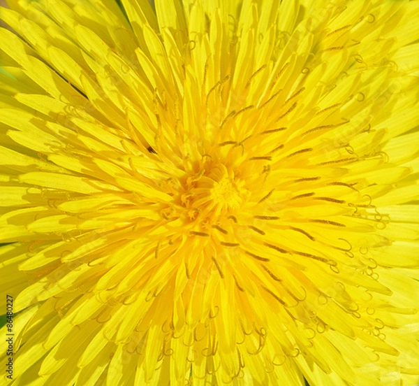 Fototapeta Dandelion