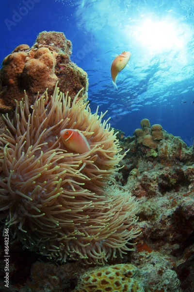 Fototapeta ハナビラクマノミ